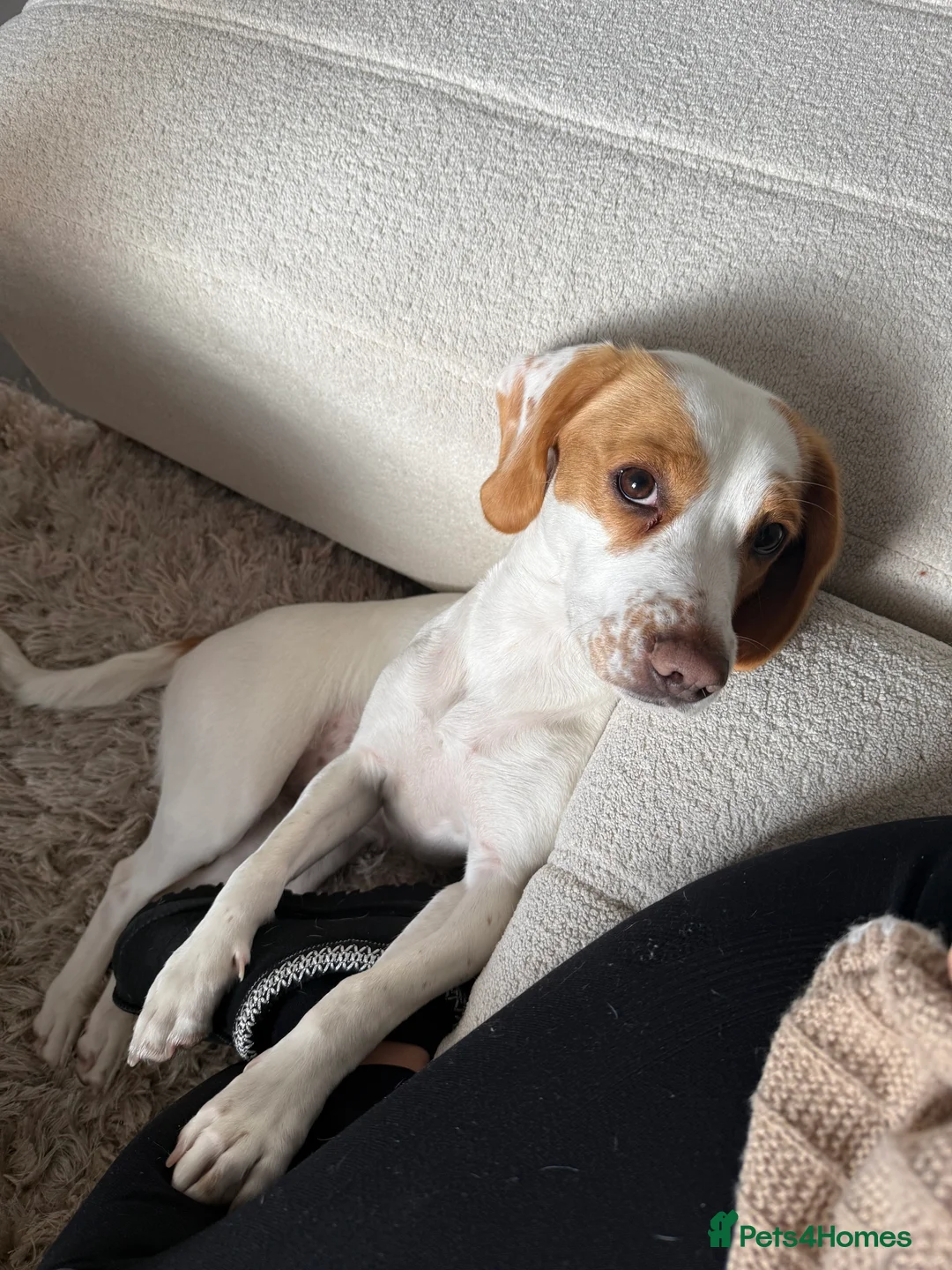 Bocker dogs for sale: Girl Bocker   - Advert 2