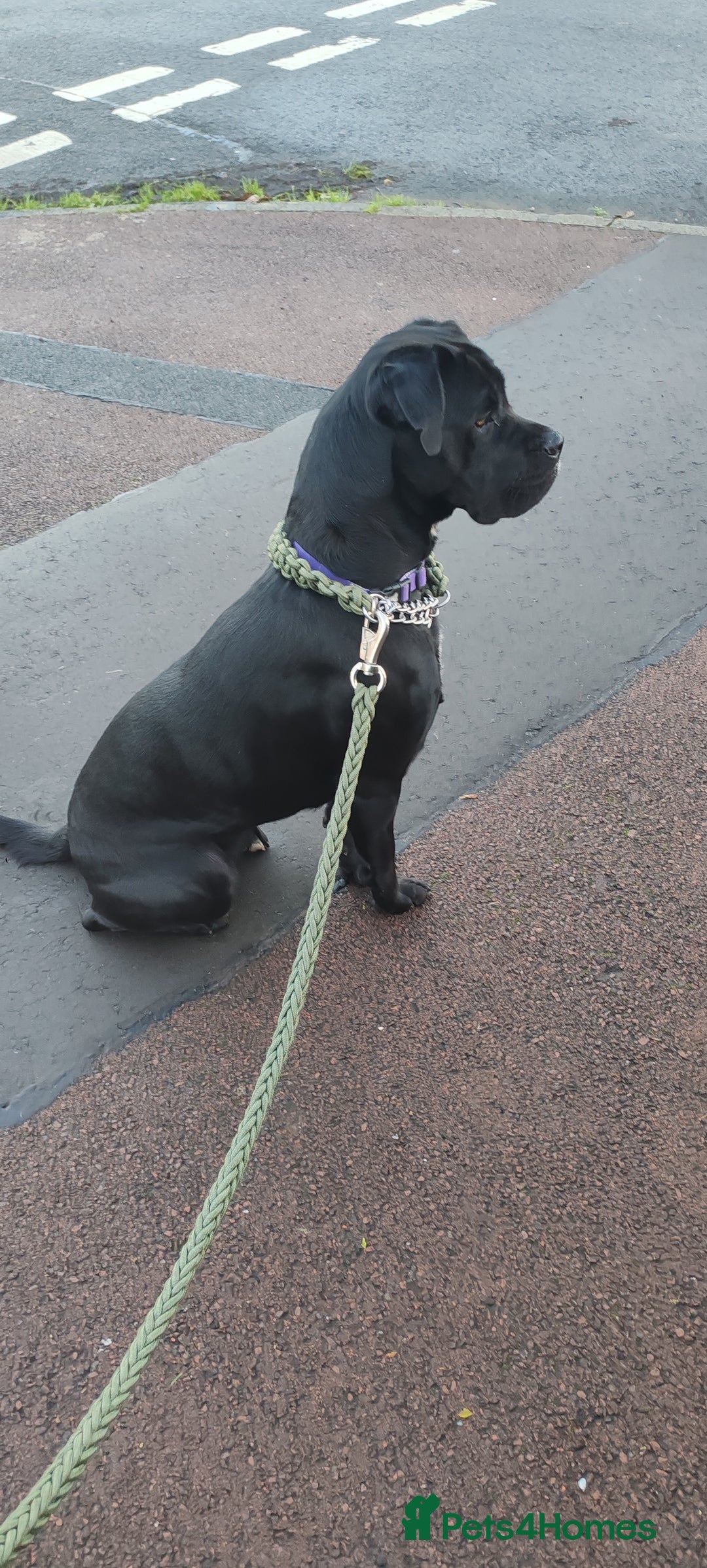 Cane Corso dogs for sale: Cane Corso  - Advert 16