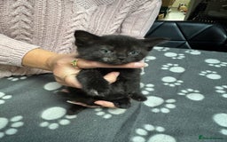 Mixed Breed cats for sale: Kittens available - females and males - Image 11