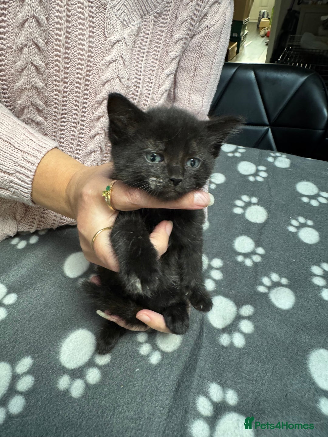Mixed Breed cats for sale: Kittens available - females and males - Image 11