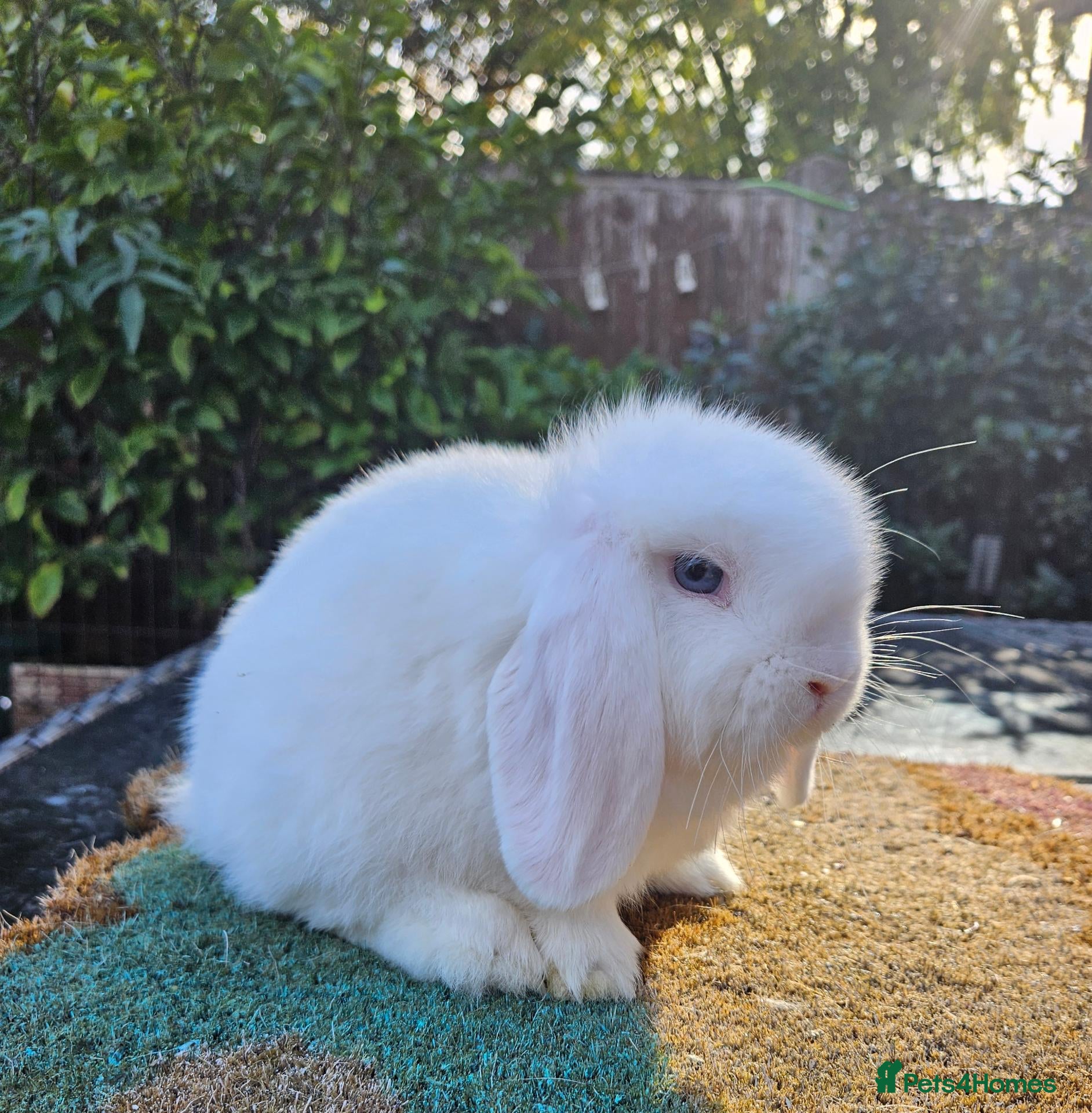 Mini Lop rabbits Baby mini lop rabbits 2 males  - Advert 21