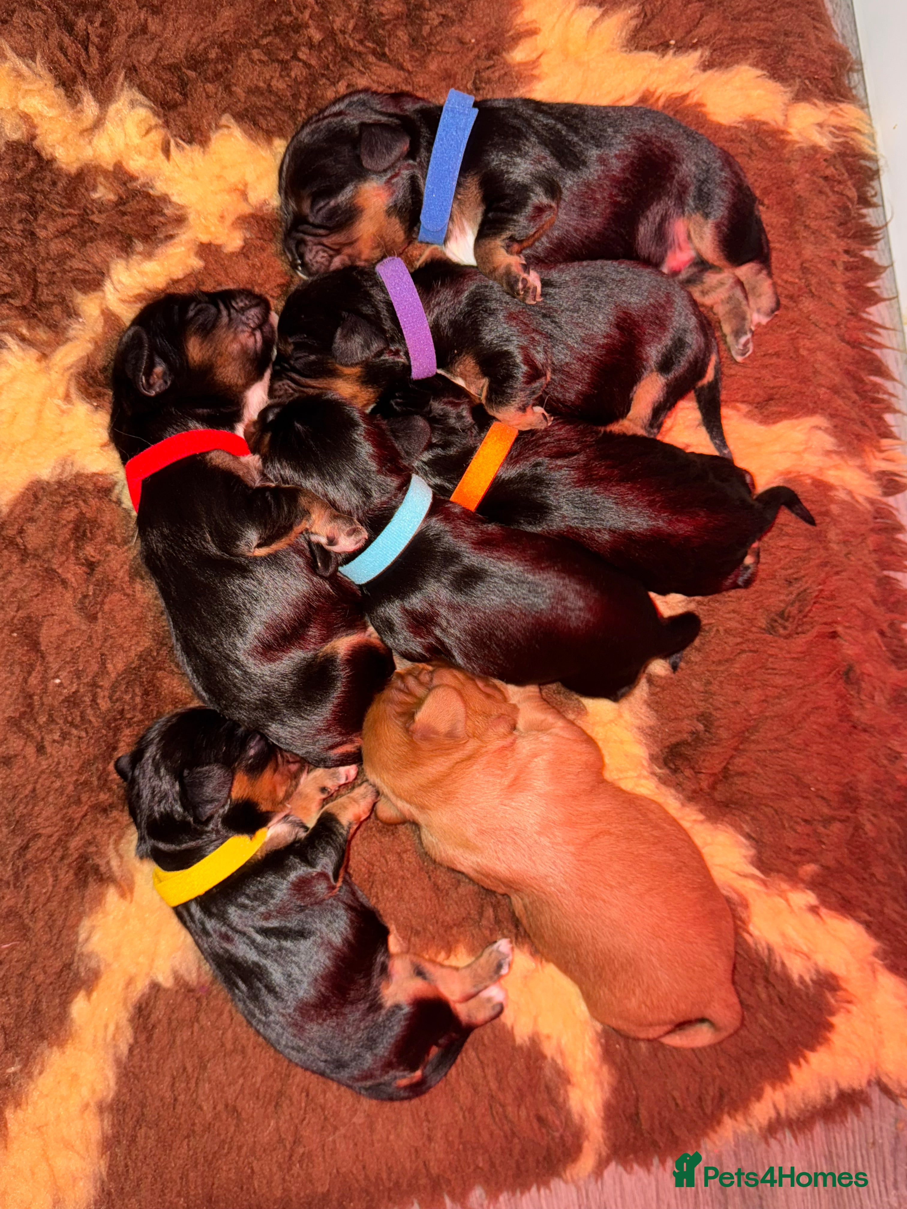 Cavalier King Charles Spaniel dogs Beautiful litter of KC reg King Charles spaniels - Advert 10