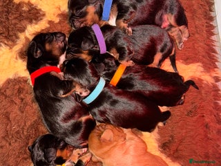 Cavalier King Charles Spaniel dogs Beautiful litter of KC reg King Charles spaniels - Advert 10