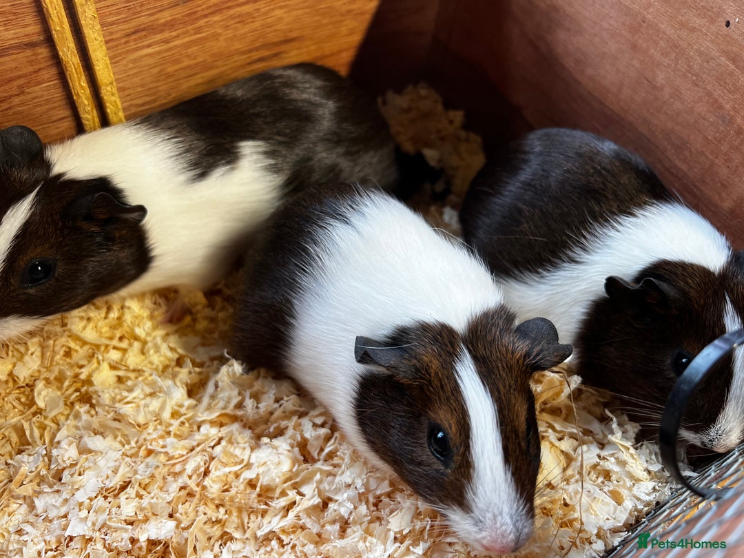 Guinea Pig rodents for sale: Bonded group of young boars - Image 4