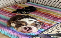 English Bulldog dogs for sale:  Bulldog puppy’s  - Image 10