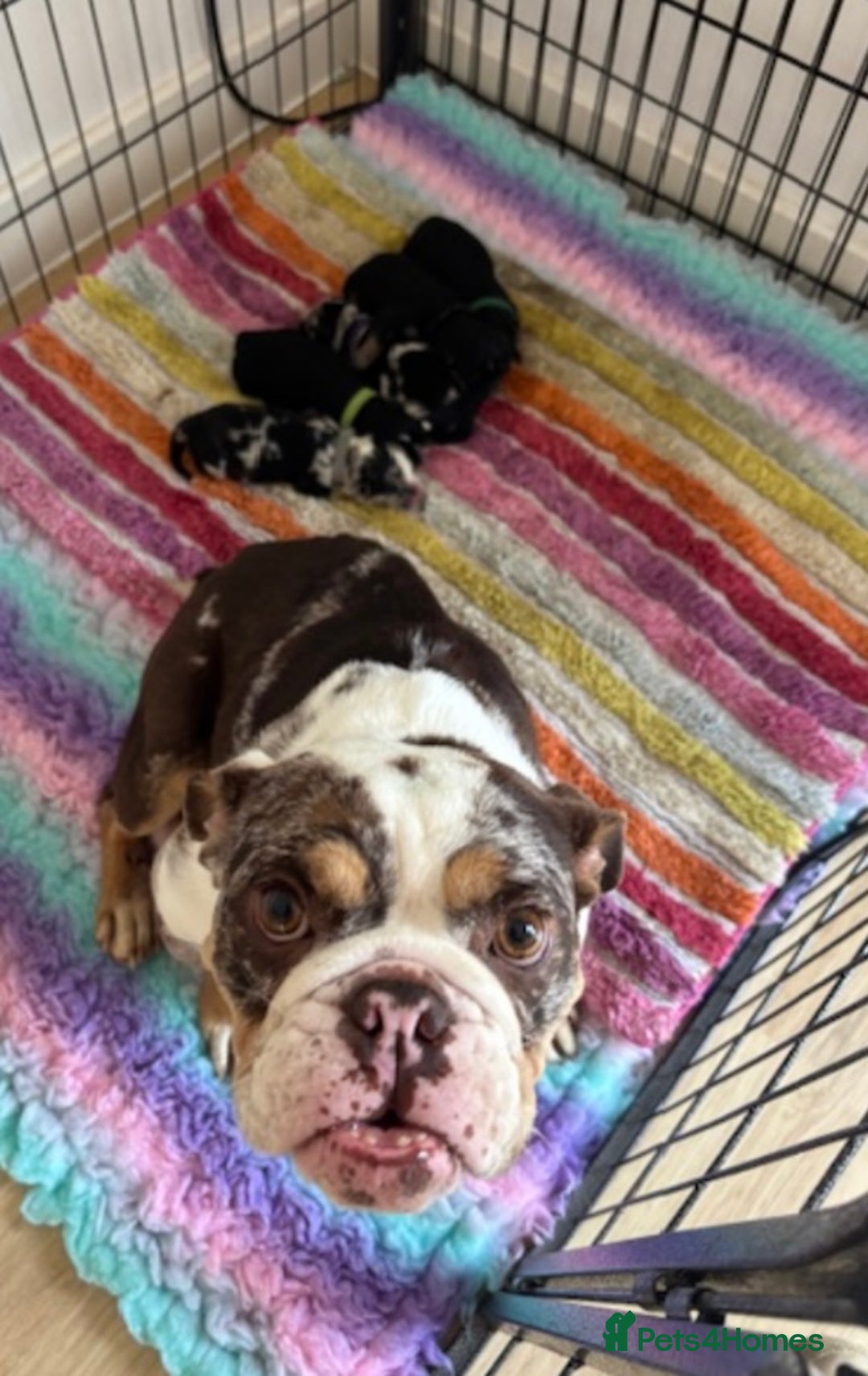English Bulldog dogs for sale:  Bulldog puppy’s  - Image 10