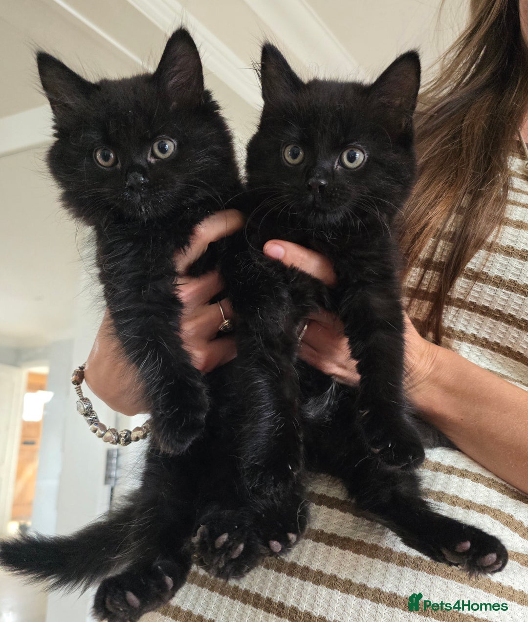 Mixed Breed cats for sale: 2 fluffy girls  - Image 3