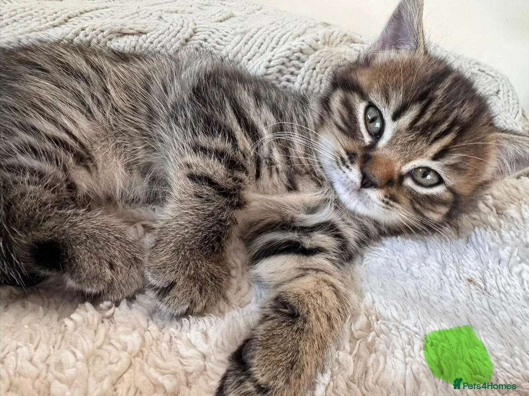 Mixed Breed cats for sale: British shorthair cross kittens  in Slough - Advert 2