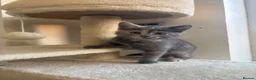 Mixed Breed cats for sale: Beautiful Bengal Mix Kittens Ready to go🐾 - Advert 28