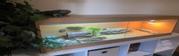 Dragon reptiles for sale: Beautiful 7-Month Bearded Dragon & Complete Setup - Advert 1