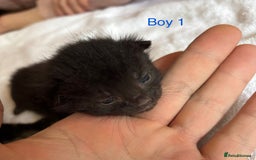 Domestic Shorthair cats for sale: 4 kittens for sale  - Image 4