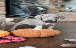 Weimaraner dogs for sale:  Ready next week✨1 Boy & last few Girls Available✨ - Image 29