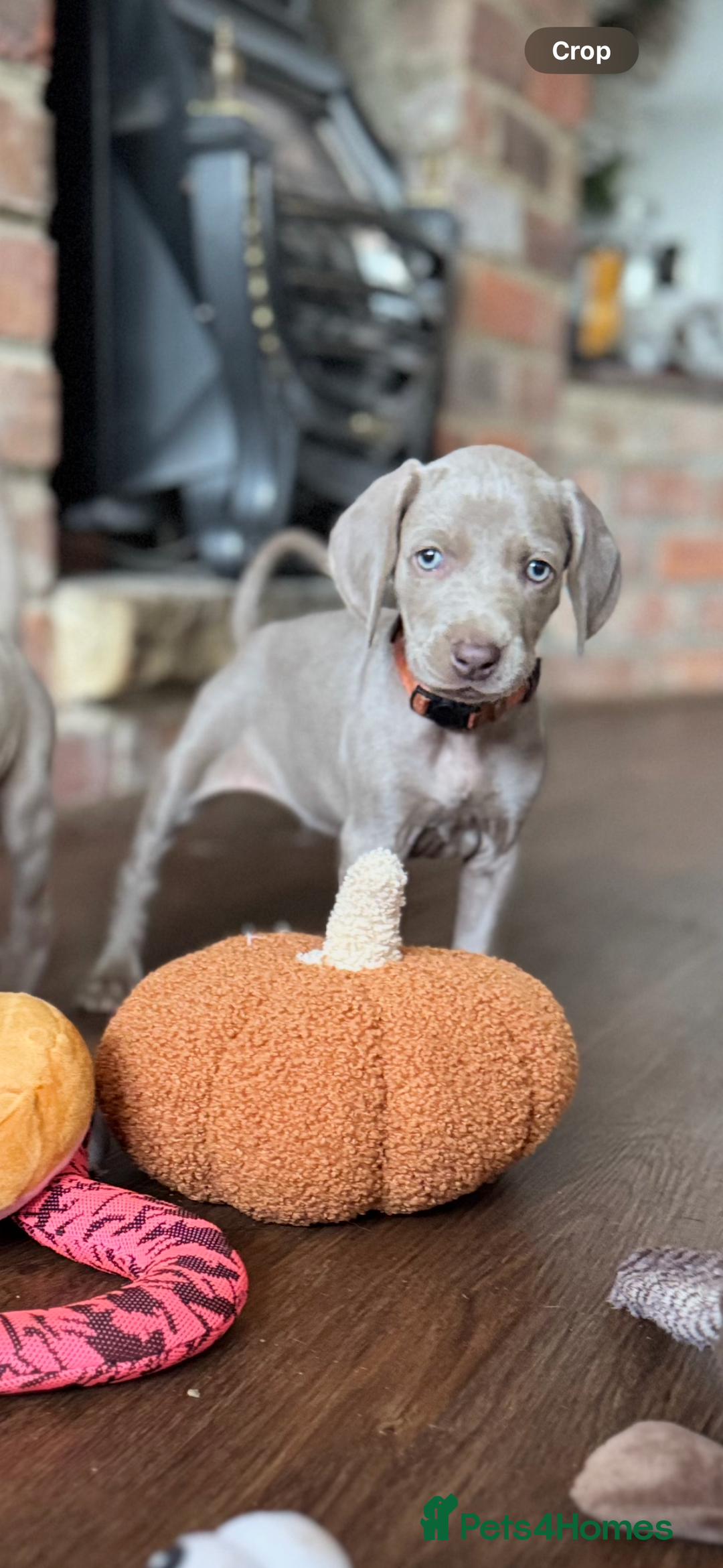Weimaraner dogs for sale:  Ready next week✨1 Boy & last few Girls Available✨ - Image 29