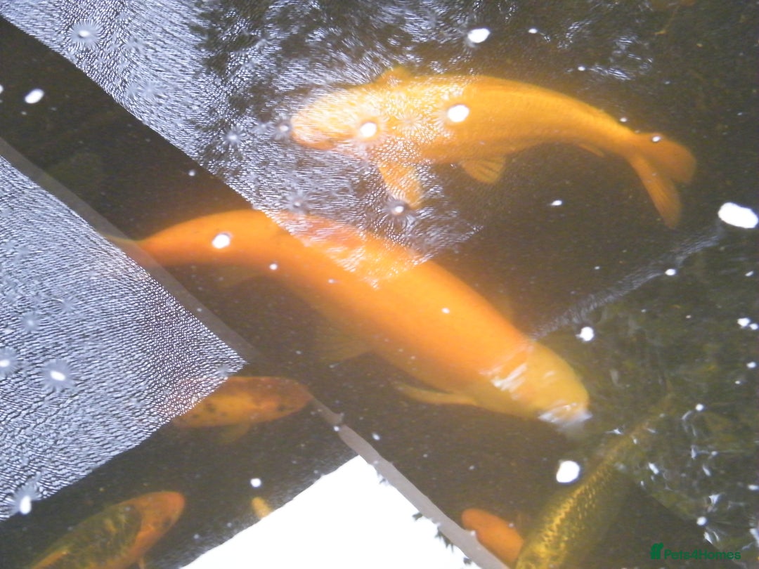 Koi Carp fish for sale: pond clearence koi sturgeon carp - Image 2