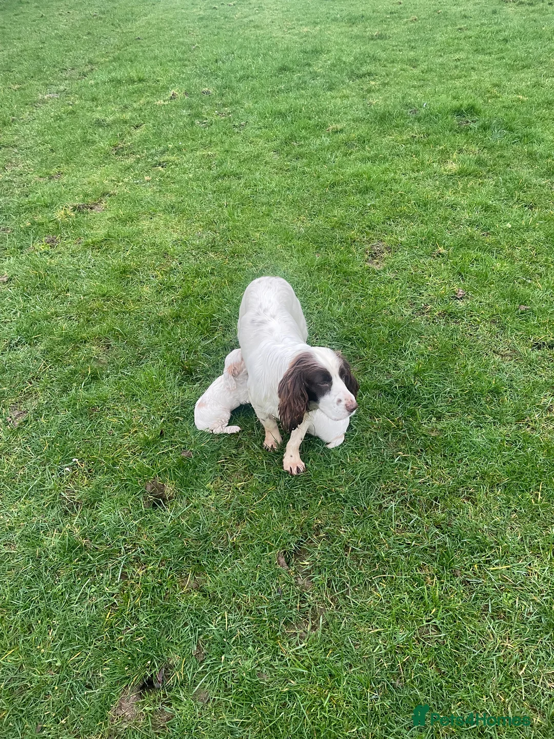 Sprocker dogs for sale: Sprocker puppies  - Advert 1