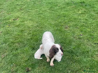 Sprocker dogs Sprocker puppies - Advert 2