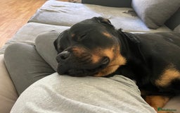 Rottweiler dogs for stud: Rottweiler for stud - Advert 8