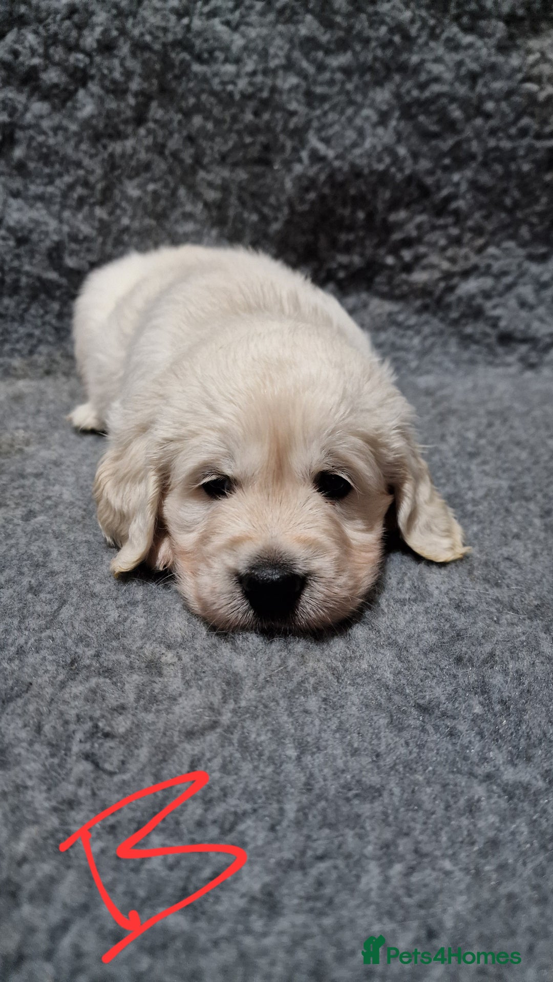 Golden Retriever dogs for sale: Stunning Cream Golden Retriever Puppies - Image 5