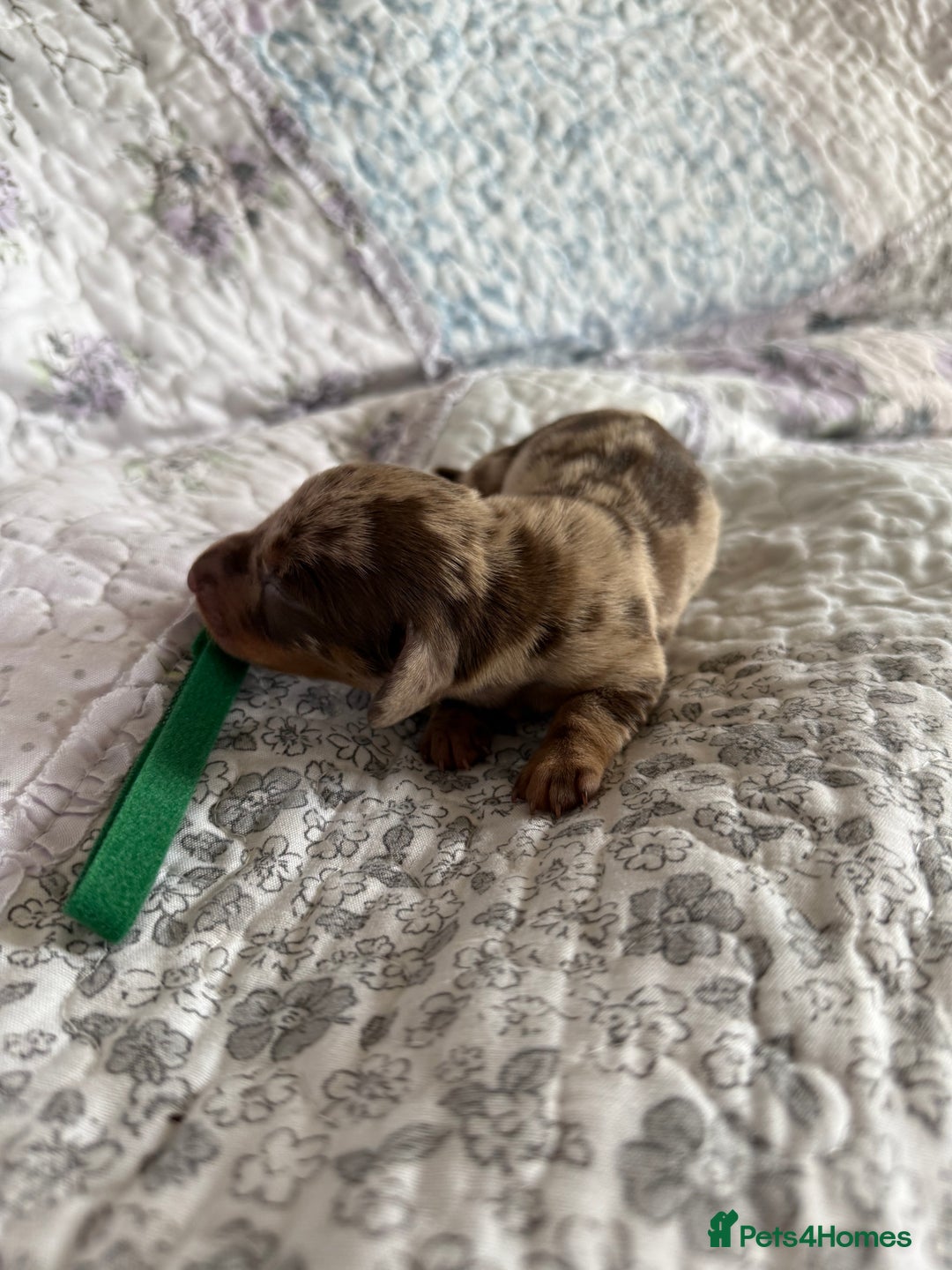 Miniature Dachshund dogs for sale: KC Registered Miniature Dachshunds (PRA Clear) - Image 6