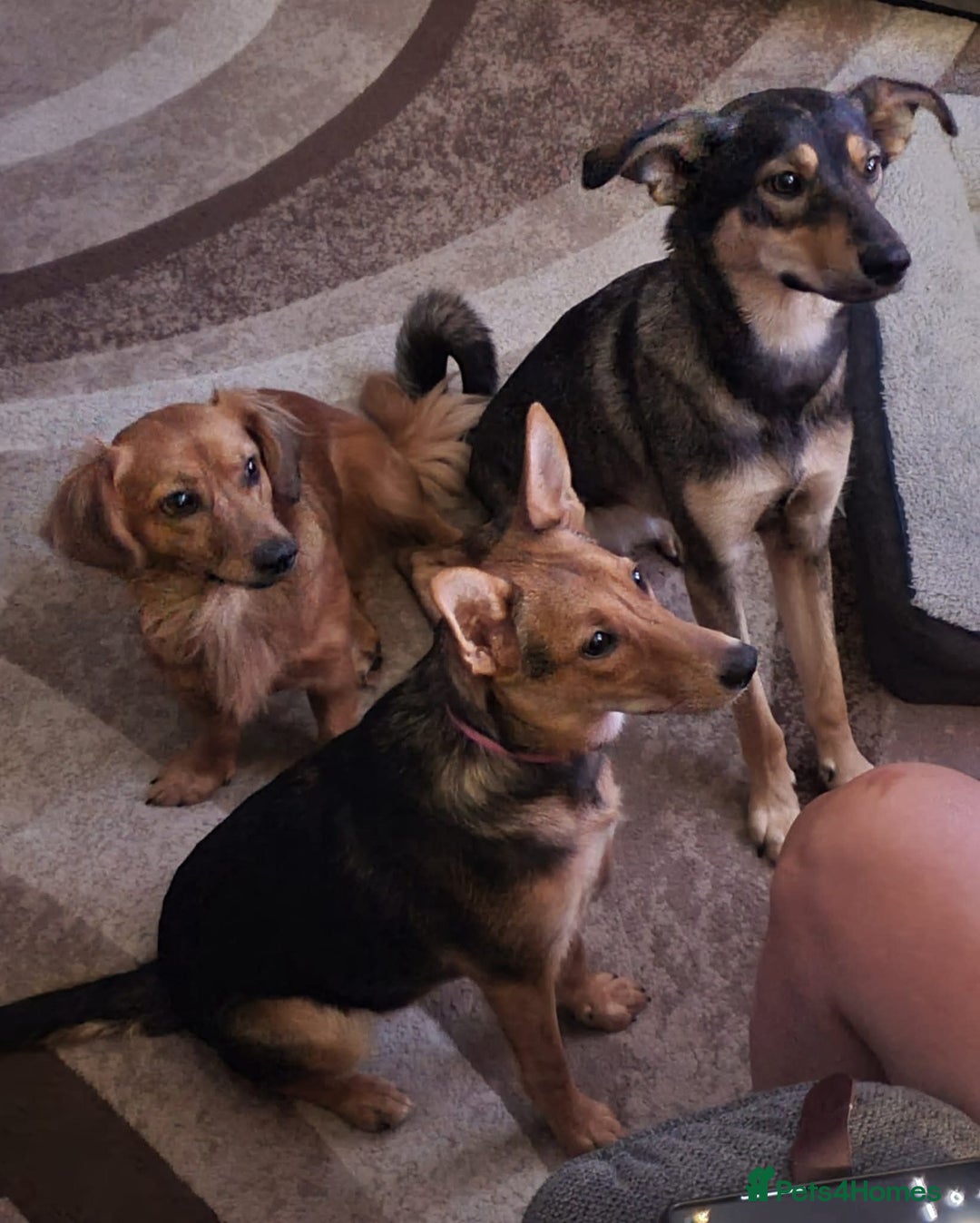 Mixed Breed dogs for adoption: 💖🐶 SANDY 🐶💖 - Image 28