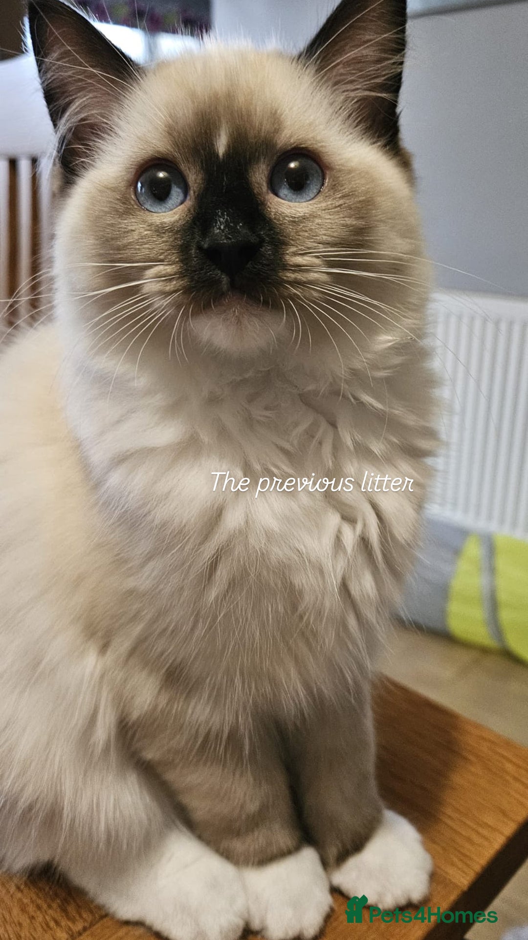 Ragdoll cats for sale: CHUNKY FLUFFY PEDIGREE RAGDOLL KITTENS - Advert 9