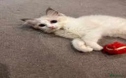 Ragdoll cats for sale: Ragdoll male kitten - Image 2