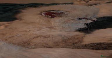 Siberian cats - Advert 13