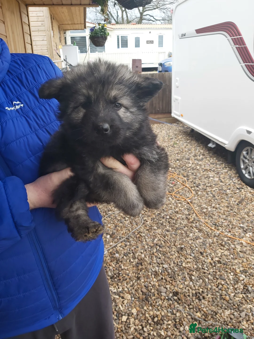 German Shepherd dogs for sale: 6 German shepherd pups - Advert 10