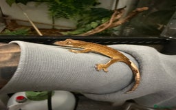 Gecko reptiles for sale: Crested gecko babies  - Image 1