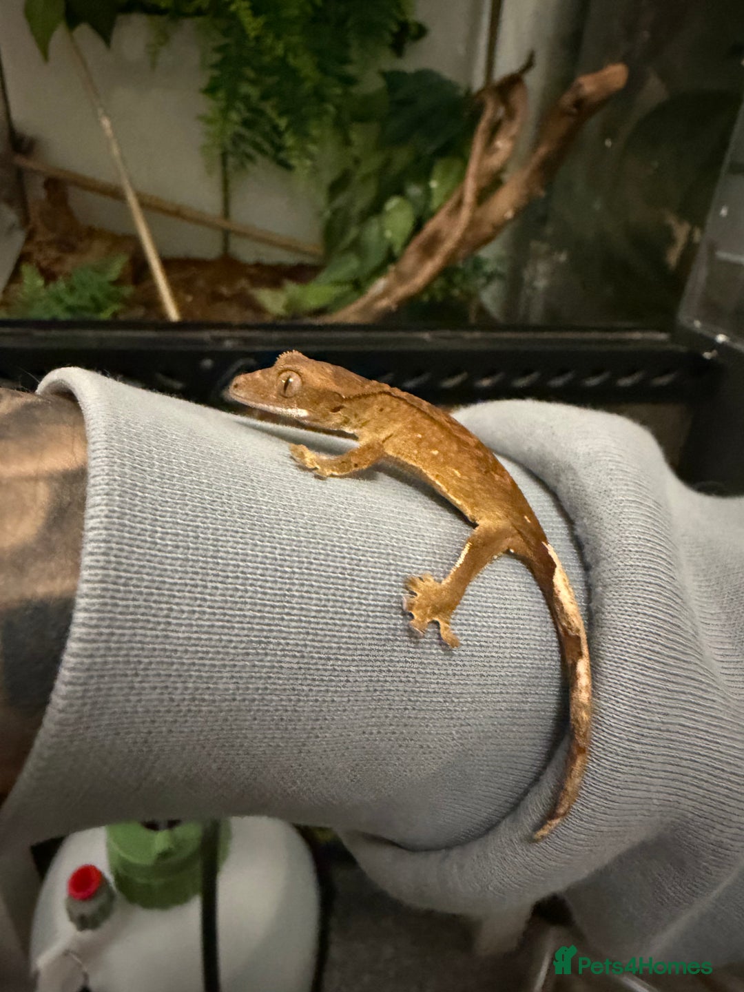 Gecko reptiles for sale: Crested gecko babies  - Image 1