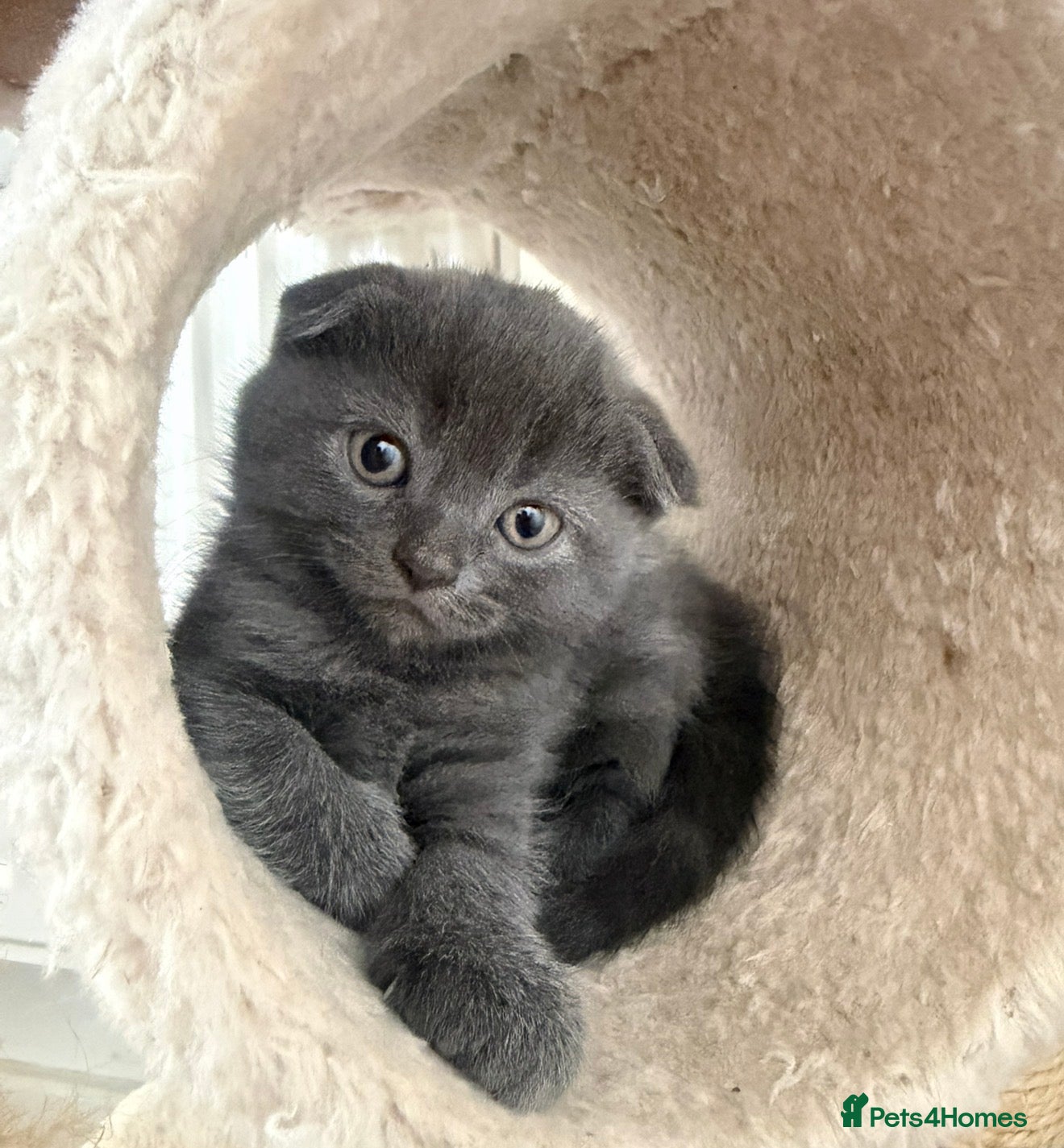 Scottish Fold cats for sale: 🐾  Adorable Scottish Fold Kittens  - Advert 5