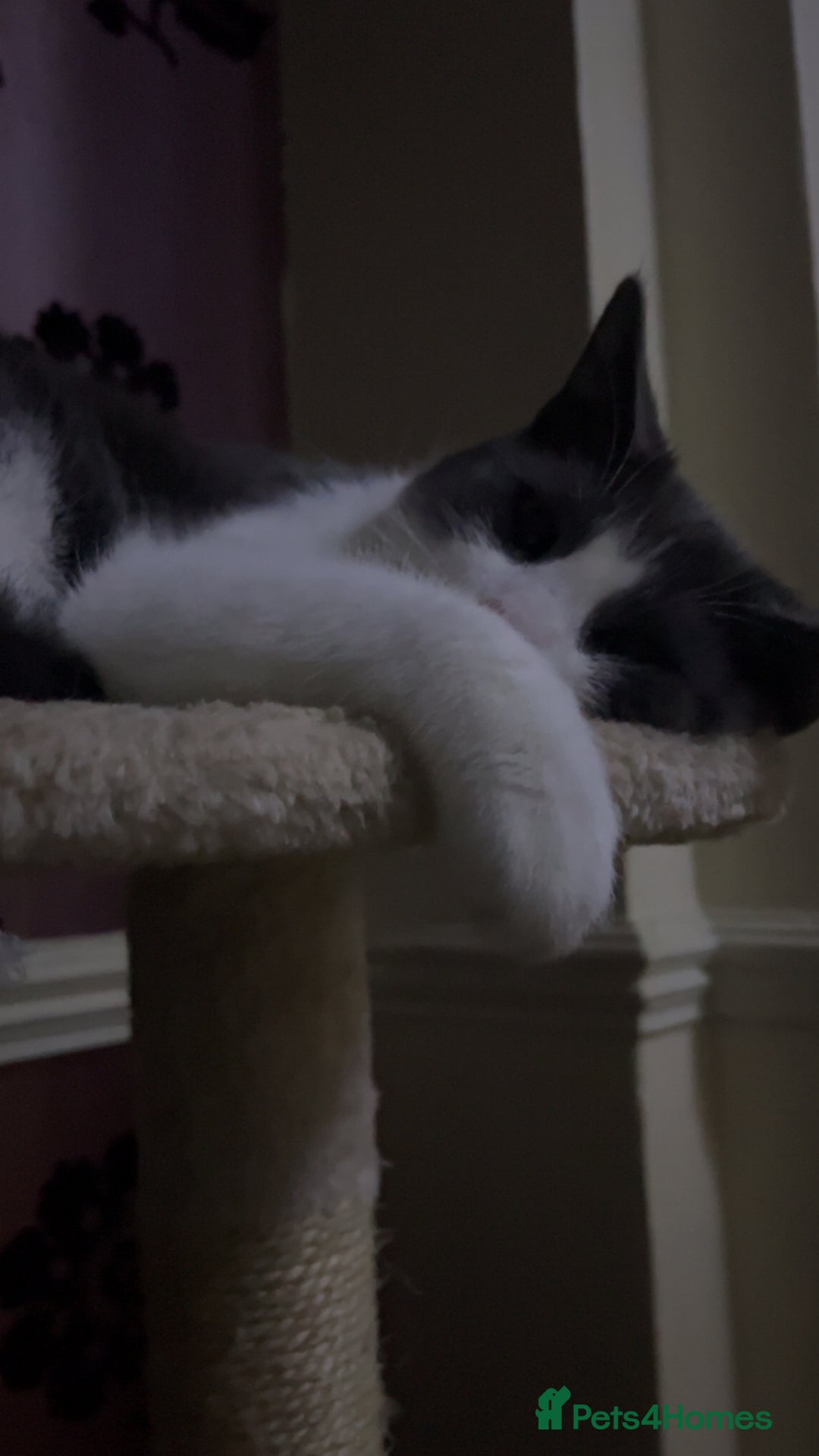 Mixed Breed cats for sale: Kitten for sale  - Advert 10