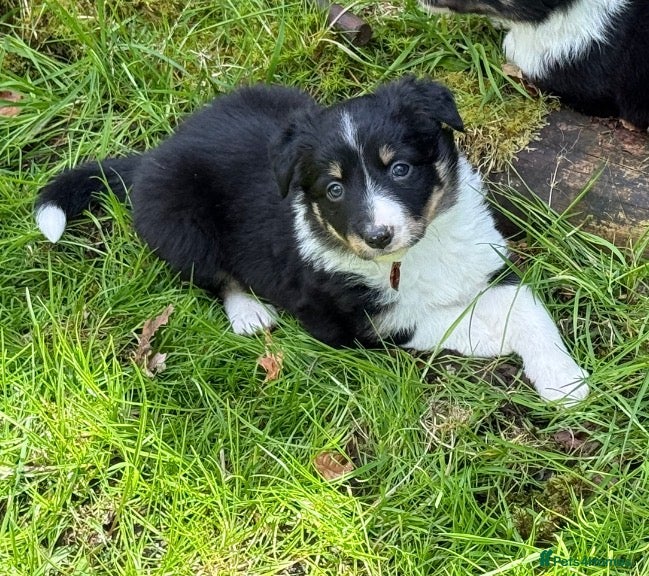 Border Collie dogs Border Collie Puppies from Working Stock - Advert 2
