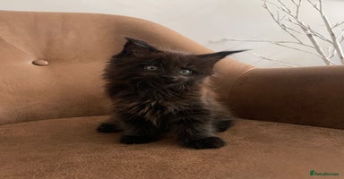 Maine Coon cats - Advert 2