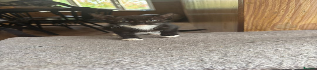 Mixed Breed Kitten 3