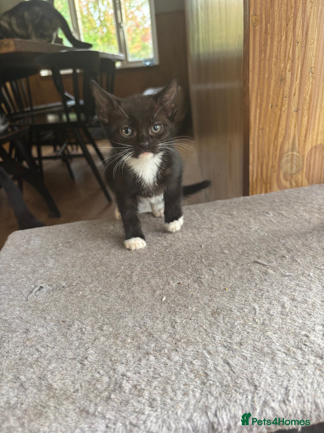 Mixed Breed cats for sale: Kittens  - Image 6