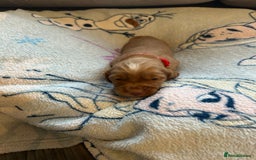 Cocker Spaniel dogs for sale: First and last litter top class red cockers - Image 6