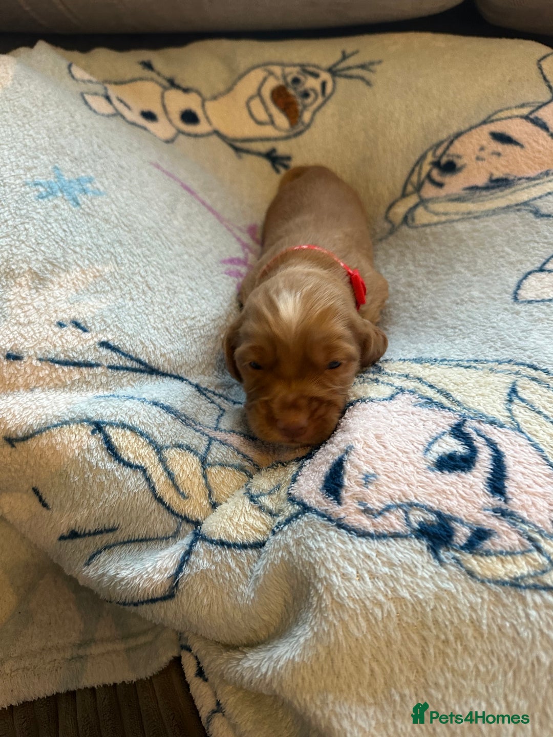 Cocker Spaniel dogs for sale: First and last litter top class red cockers - Image 6