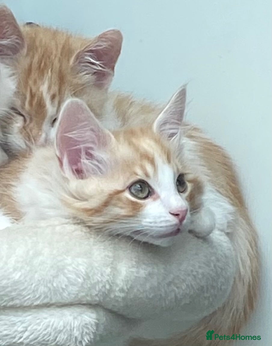 Mixed Breed cats Part Ragdoll Kittens Looking for Forever Families - Advert 1