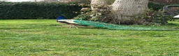 Peafowl poultry for sale: Indian Blue Peacocks for sale (3 males, 1 female)  in High Wycombe - Advert 8