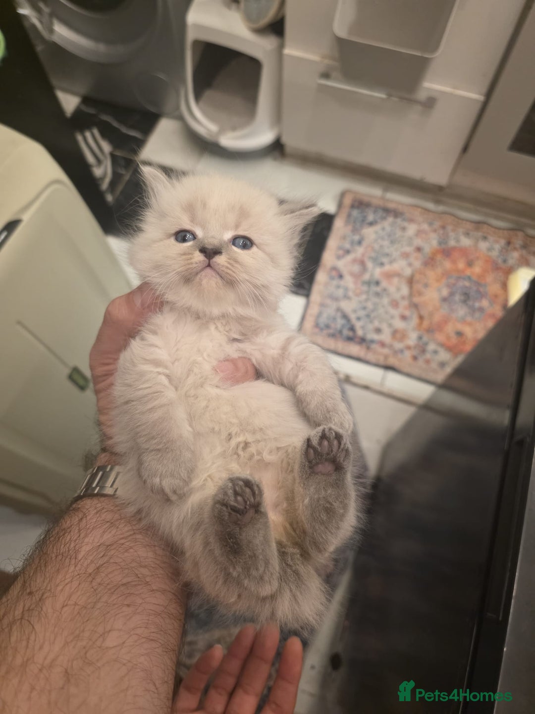 Siberian cats for sale: Siberian Kittens Super Friendly 💕🐾 - Image 25