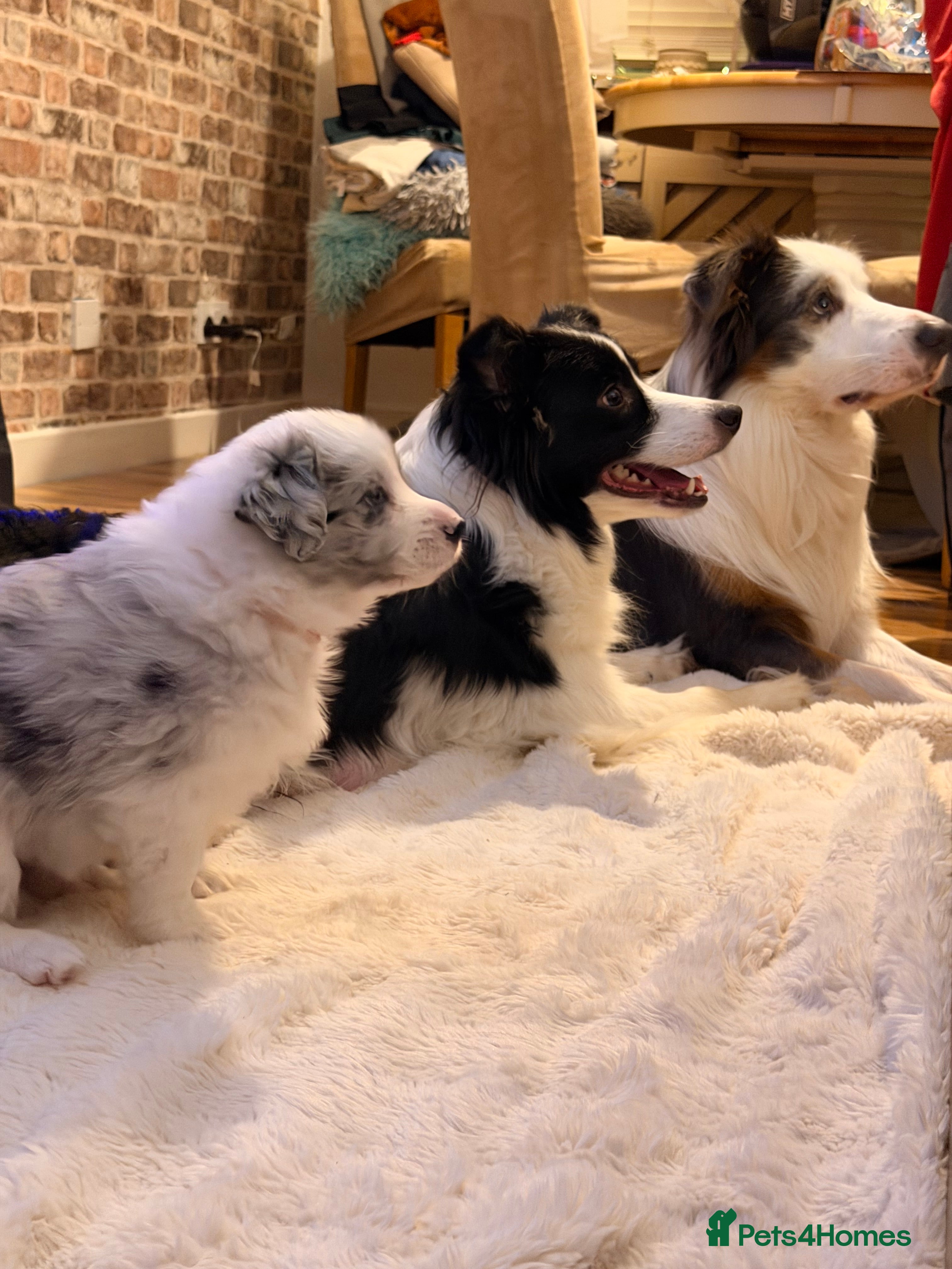Border Collie dogs Stunning puppies from international champion line. - Advert 10