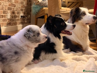 Border Collie dogs Stunning puppies from international champion line. - Advert 10