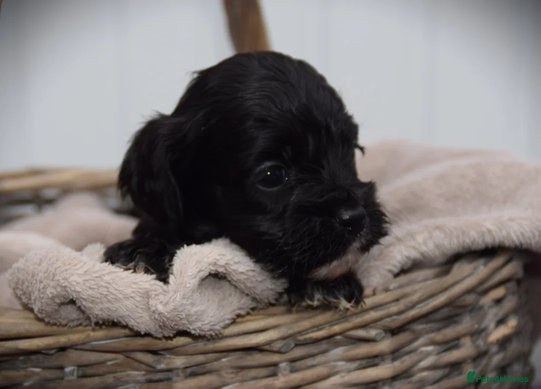 Cockapoo dogs for sale:  cockapoo one beautiful blacl and white girl left - Advert 7