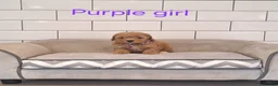 Cavapoochon dogs for sale: Beautiful Cavapoochons 💞 - Advert 8