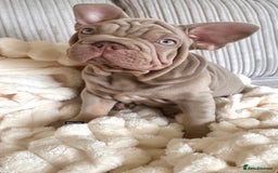 French Bulldog dogs for sale: Velvet big rope  new shade for French bulldog  - Image 7