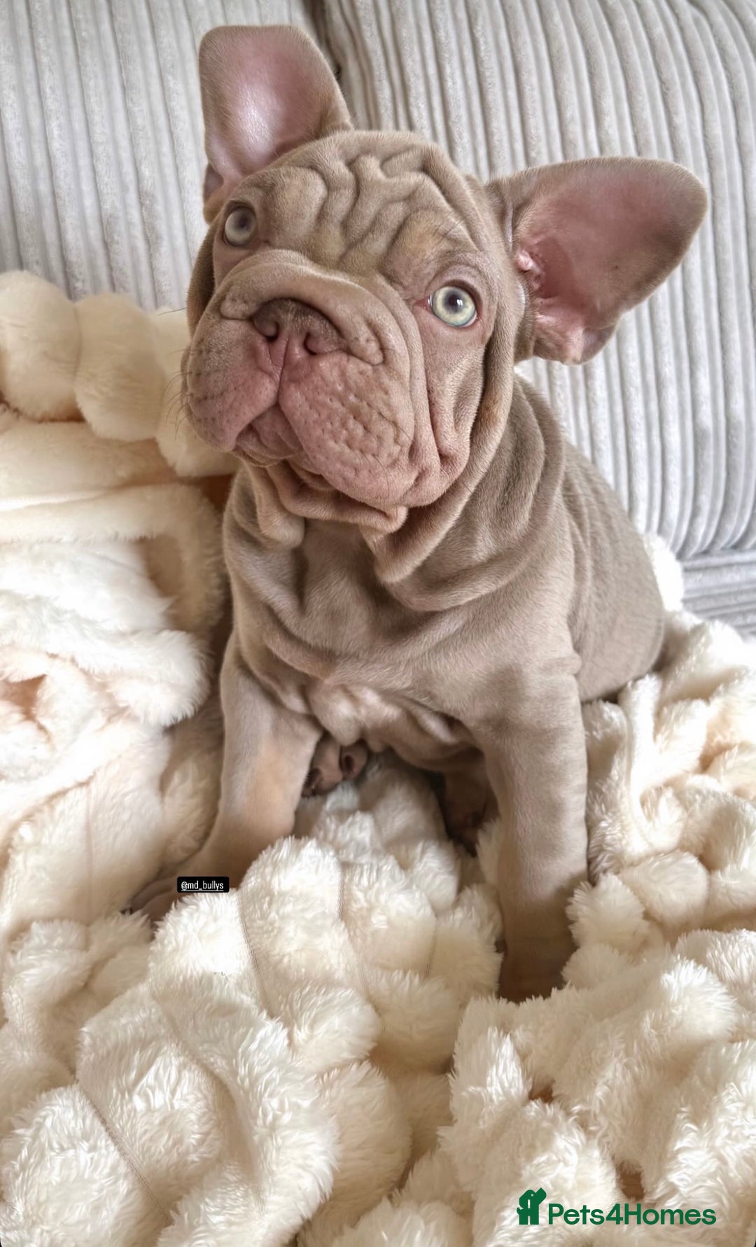 French Bulldog dogs for sale: Velvet big rope  new shade for French bulldog  - Image 7
