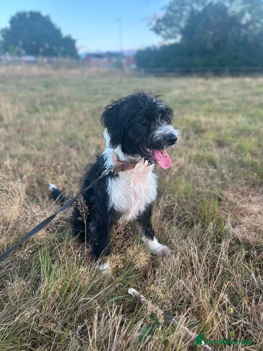 Mixed Breed dogs for sale: Ted - ColliePoo - Rehoming in Wellington - Advert 7
