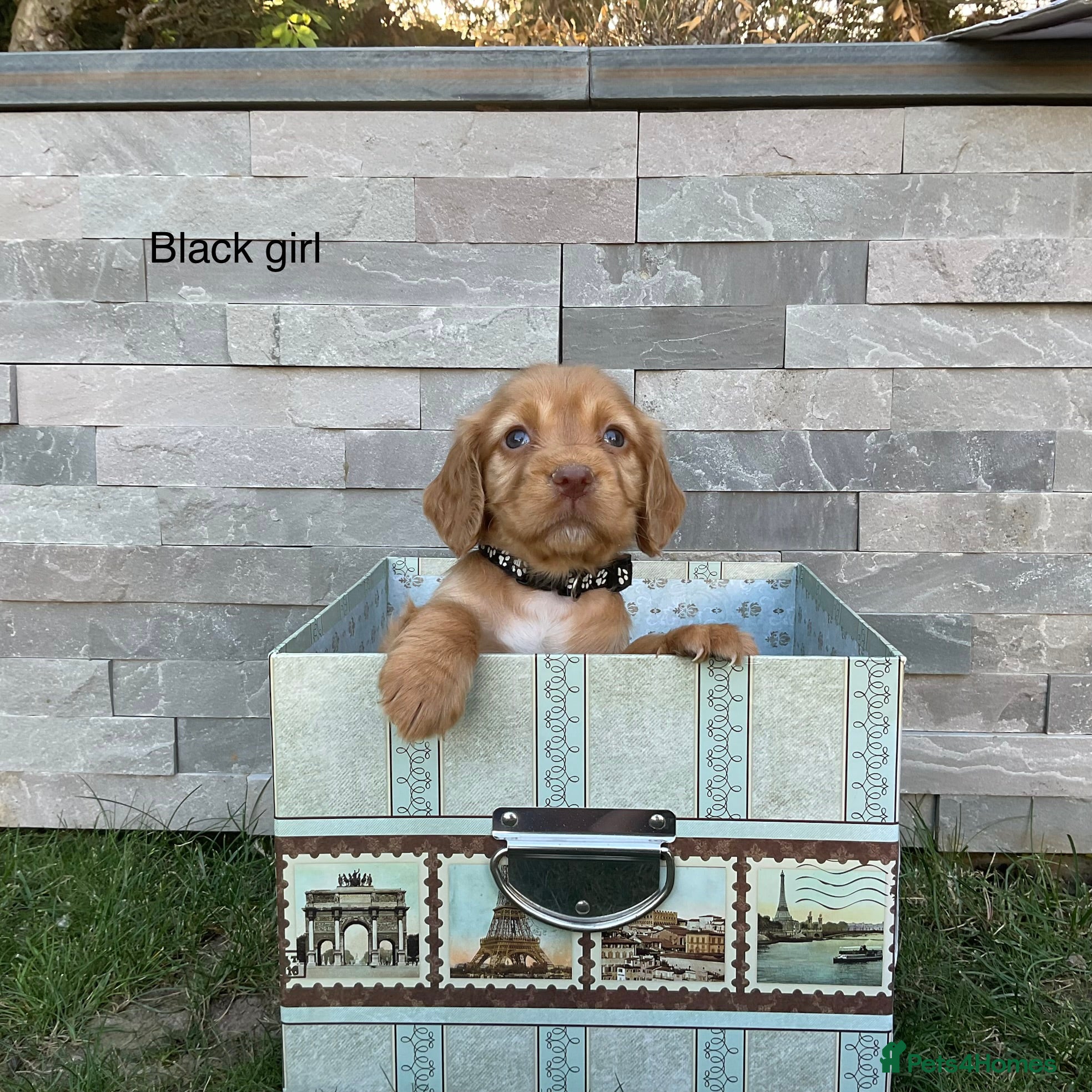 Cocker Spaniel dogs Hereditary clear working cocker spaniels - Advert 1