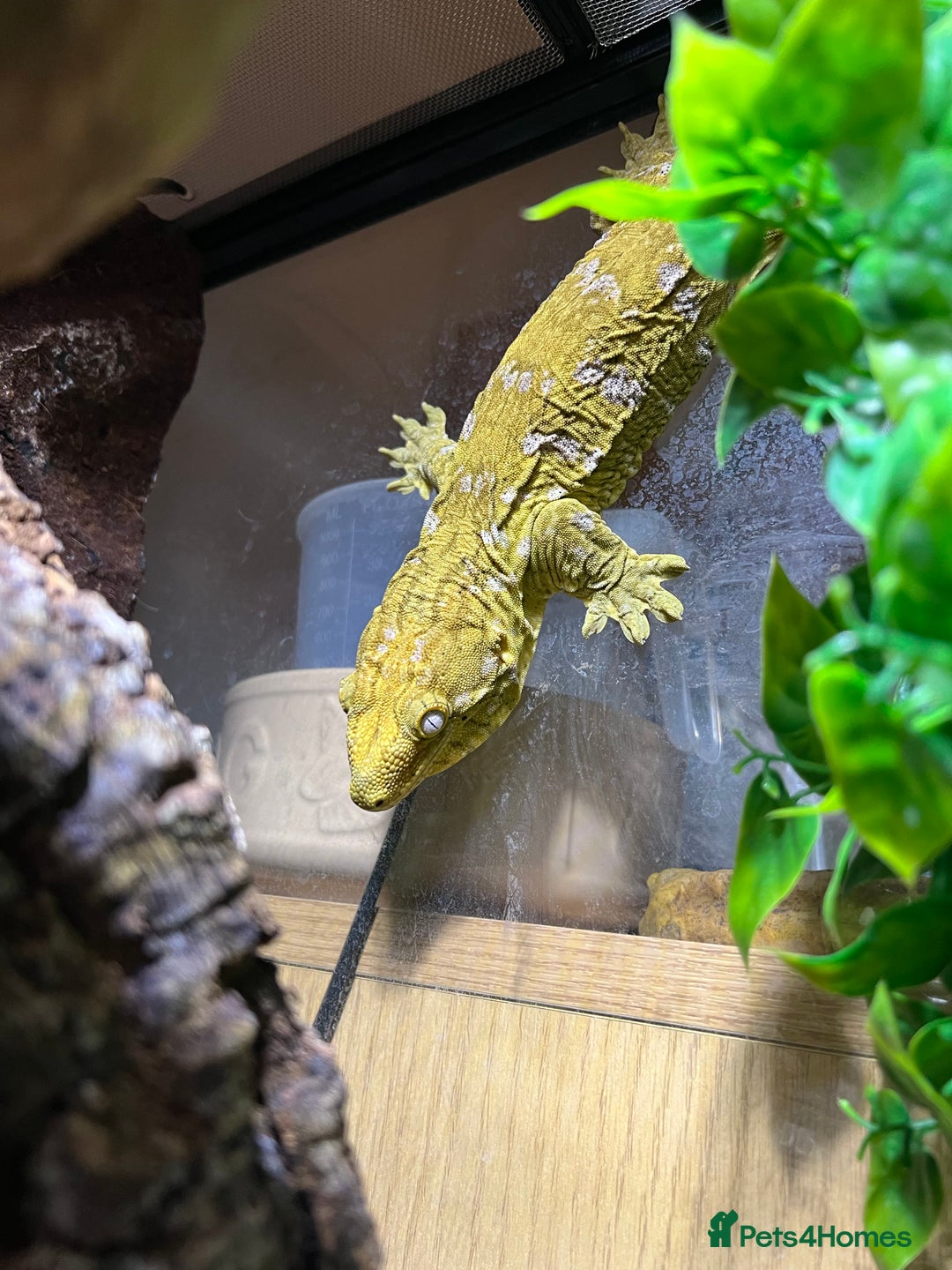 Gecko reptiles for sale: Male Moro Leachie Gecko With Set Up  - Advert 1